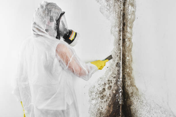 Best Office Mold Removal Services  in Copperas Cove, TX