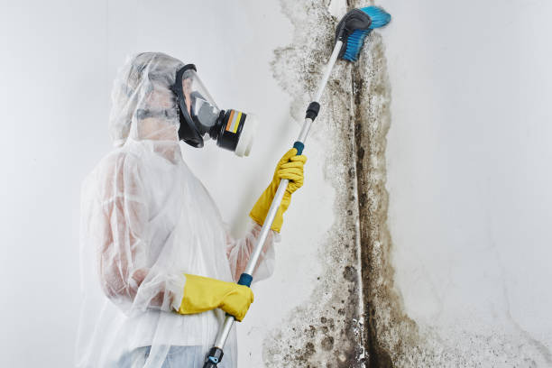 Reliable Copperas Cove, TX Mold Removal Solutions