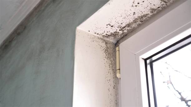 Best Crawl Space Mold Removal  in Copperas Cove, TX