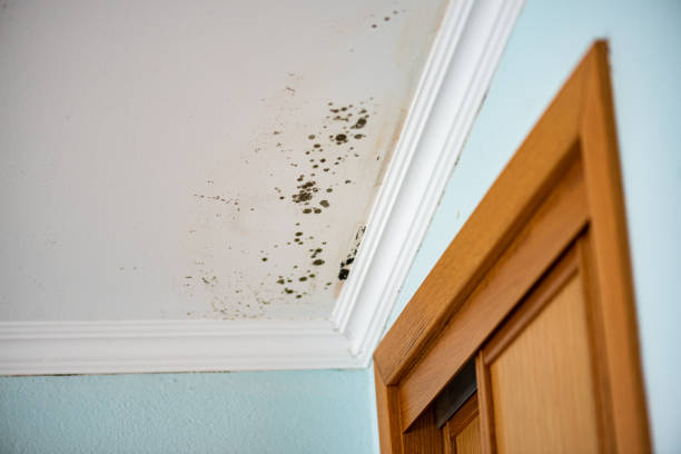 Best Residential Mold Removal  in Copperas Cove, TX