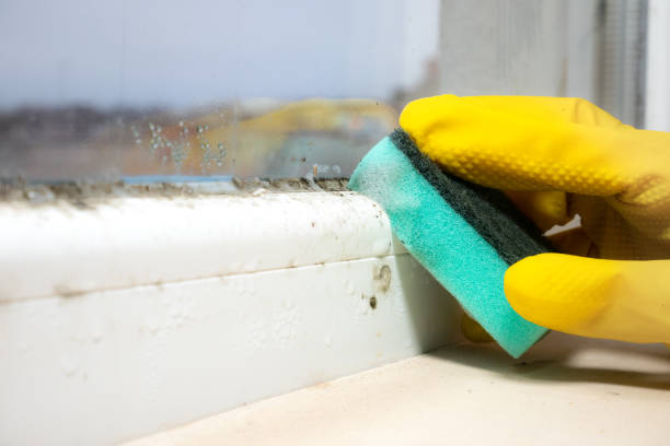 Best Certified Mold Removal  in Copperas Cove, TX