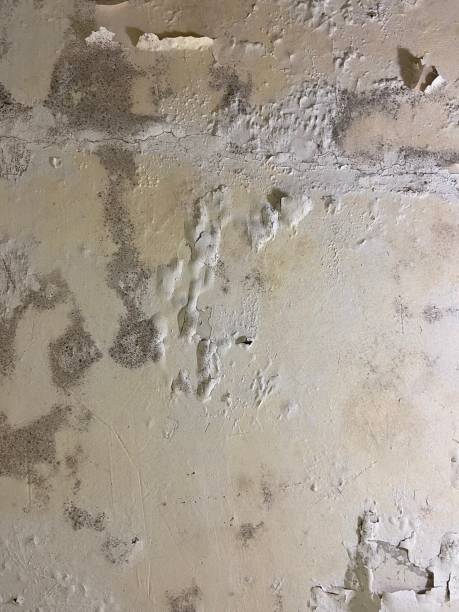 Best Best Mold Removal Companies  in Copperas Cove, TX