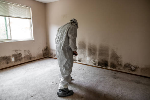 Best Fast Mold Removal  in Copperas Cove, TX