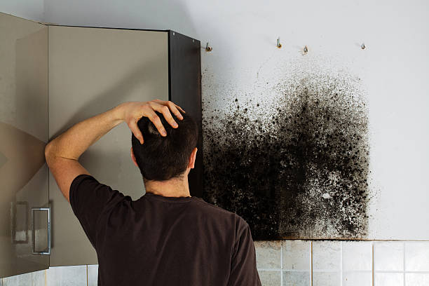 Best Mold Damage Repair  in Copperas Cove, TX