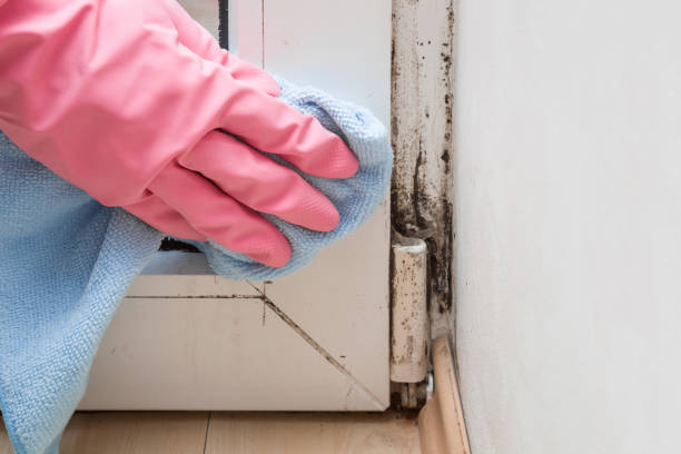 Best Residential Mold Removal  in Copperas Cove, TX